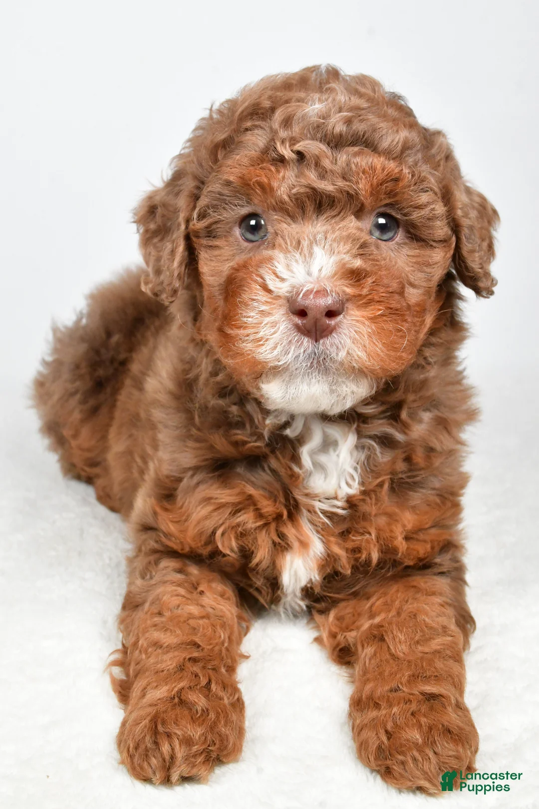 Bernedoodle dogs for sale: Pearl - Ad 2