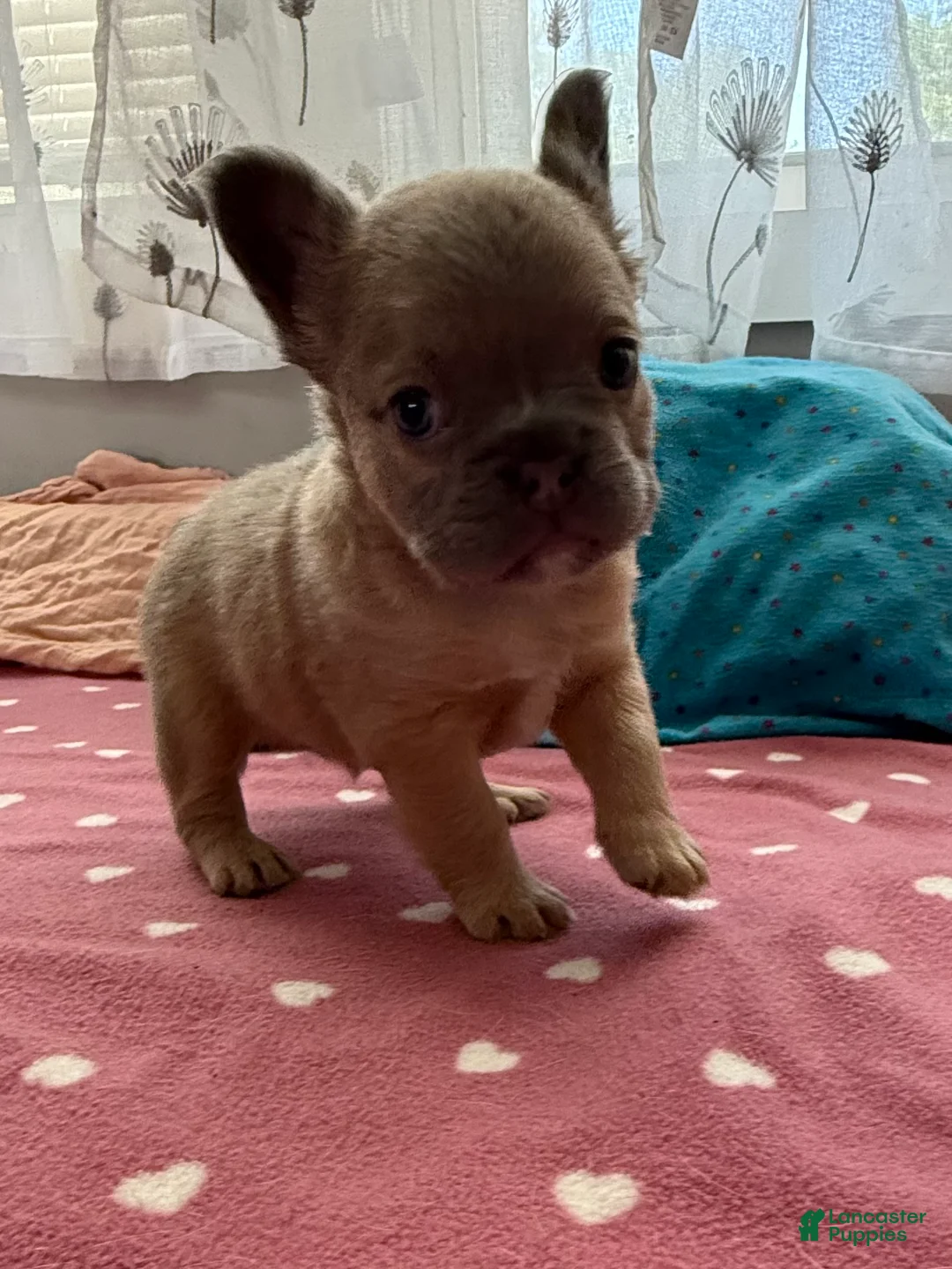 French Bulldog dogs for sale: French Bulldog 4 - Ad 2