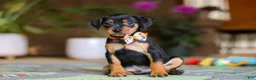 Miniature Pinscher dogs for sale: Ike - Ad 1