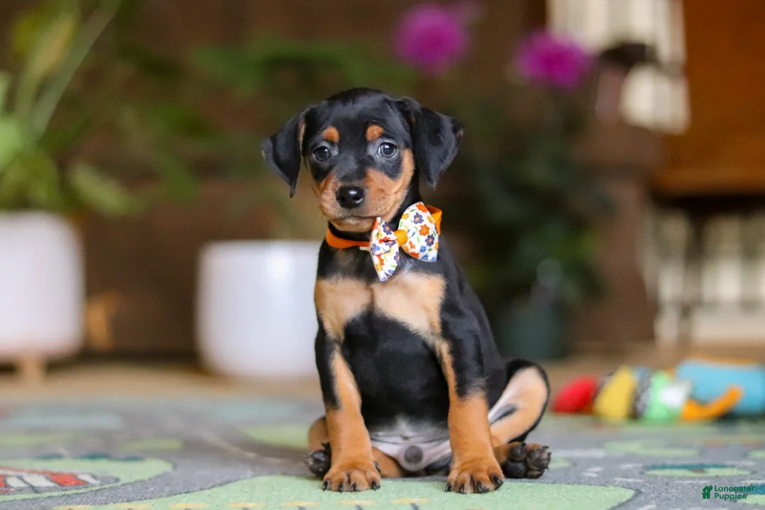 Miniature Pinscher dogs for sale: Ike - Ad 1