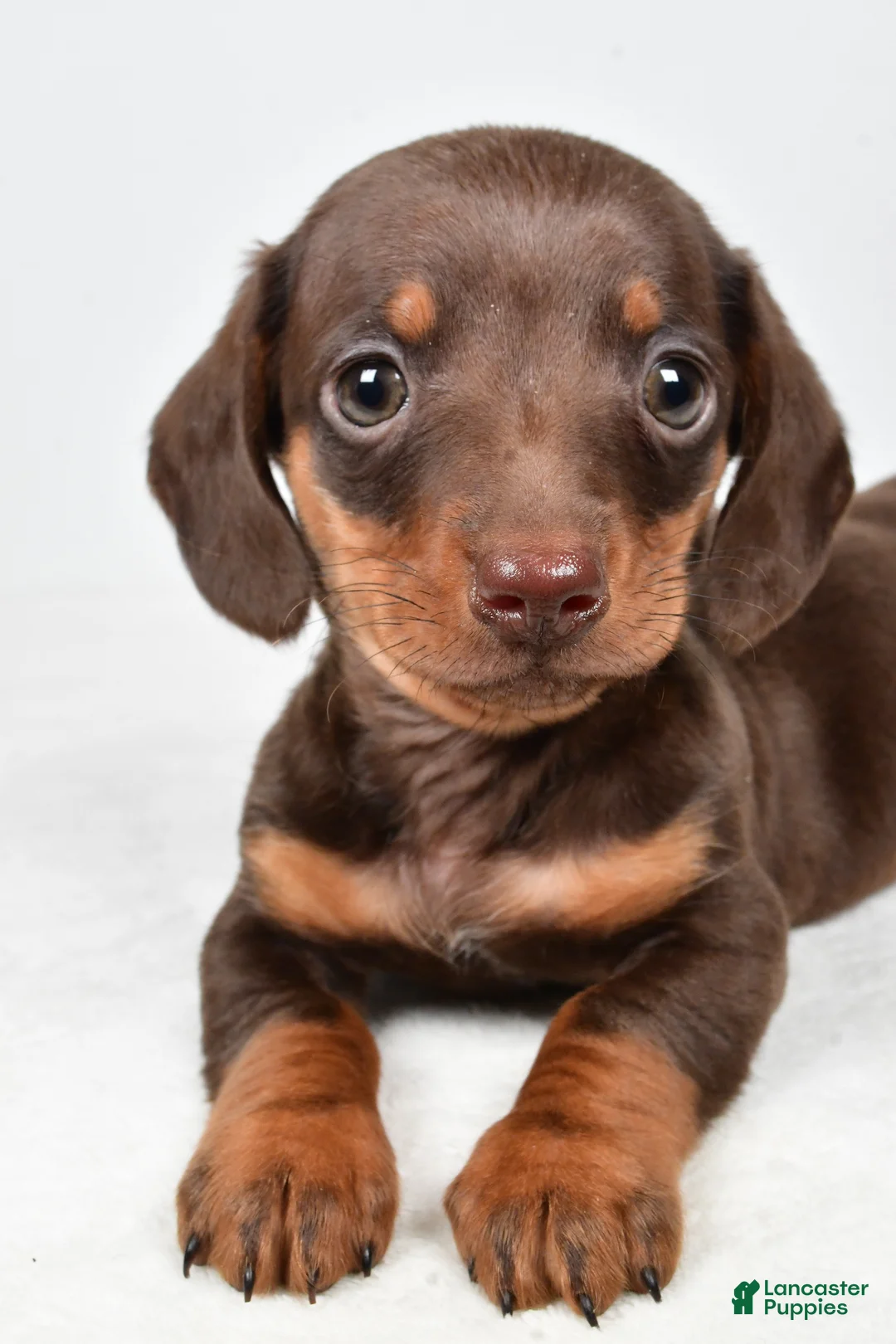 Miniature Dachshund dogs for sale: Harley - Ad 6
