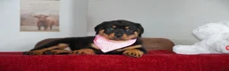Rottweiler dogs for sale: Bella - Ad 4