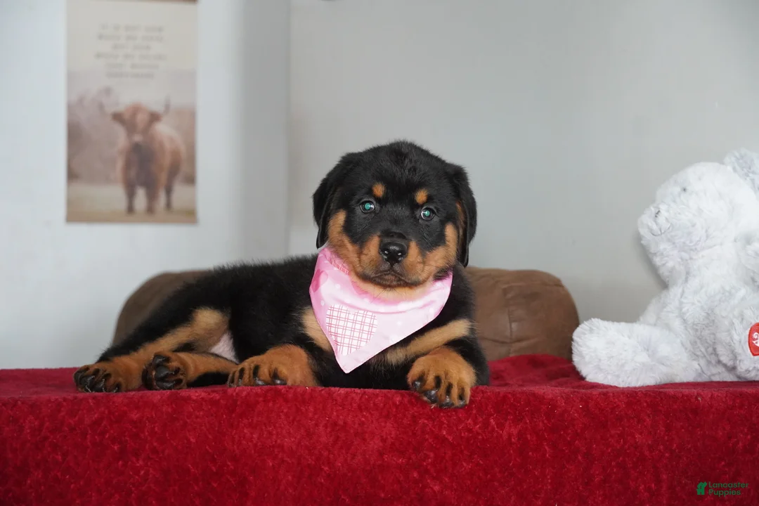 Rottweiler dogs for sale: Bella - Ad 4