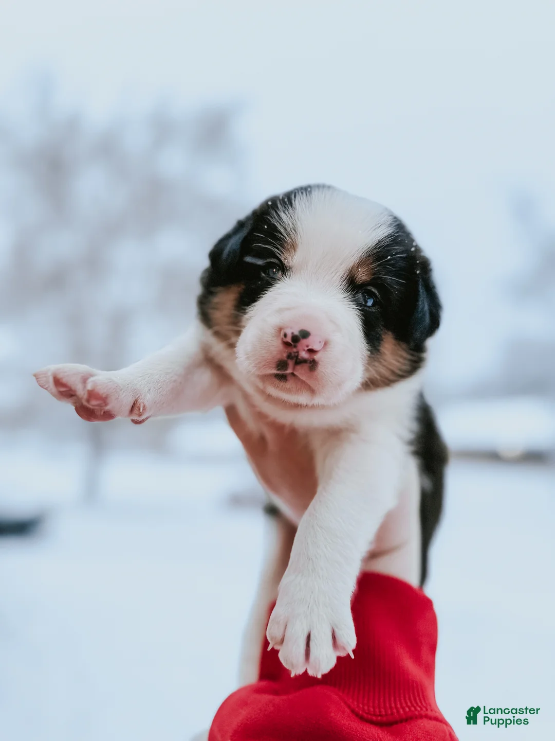 Border Collie dogs for sale: Remy   - Ad 6