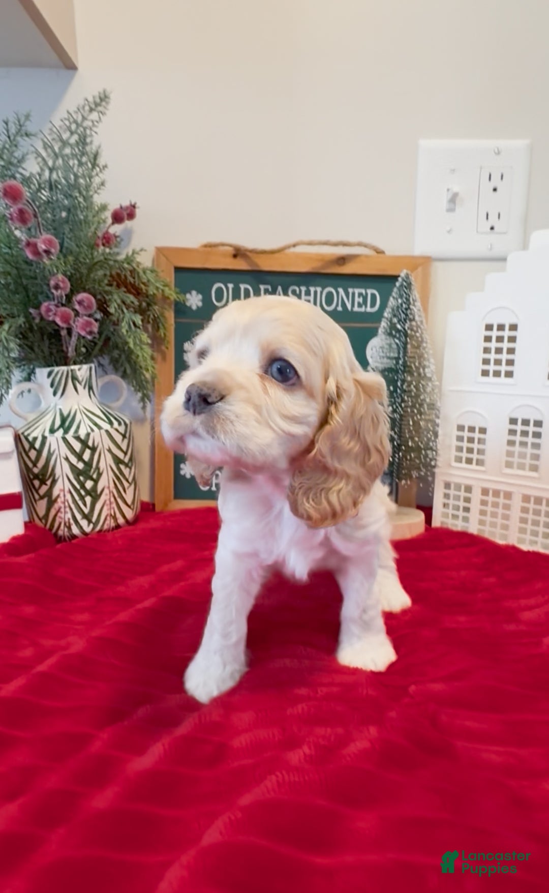 Cocker Spaniel dogs for sale: Teddy - Ad 4