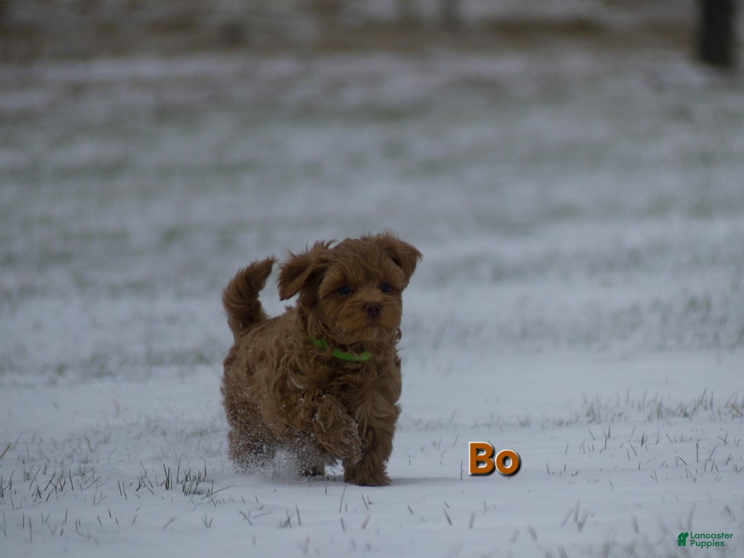 Maltipoo dogs for sale: Bo - Ad 3