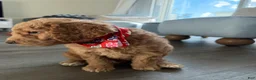 Goldendoodle dogs for sale: Winston - Ad 3