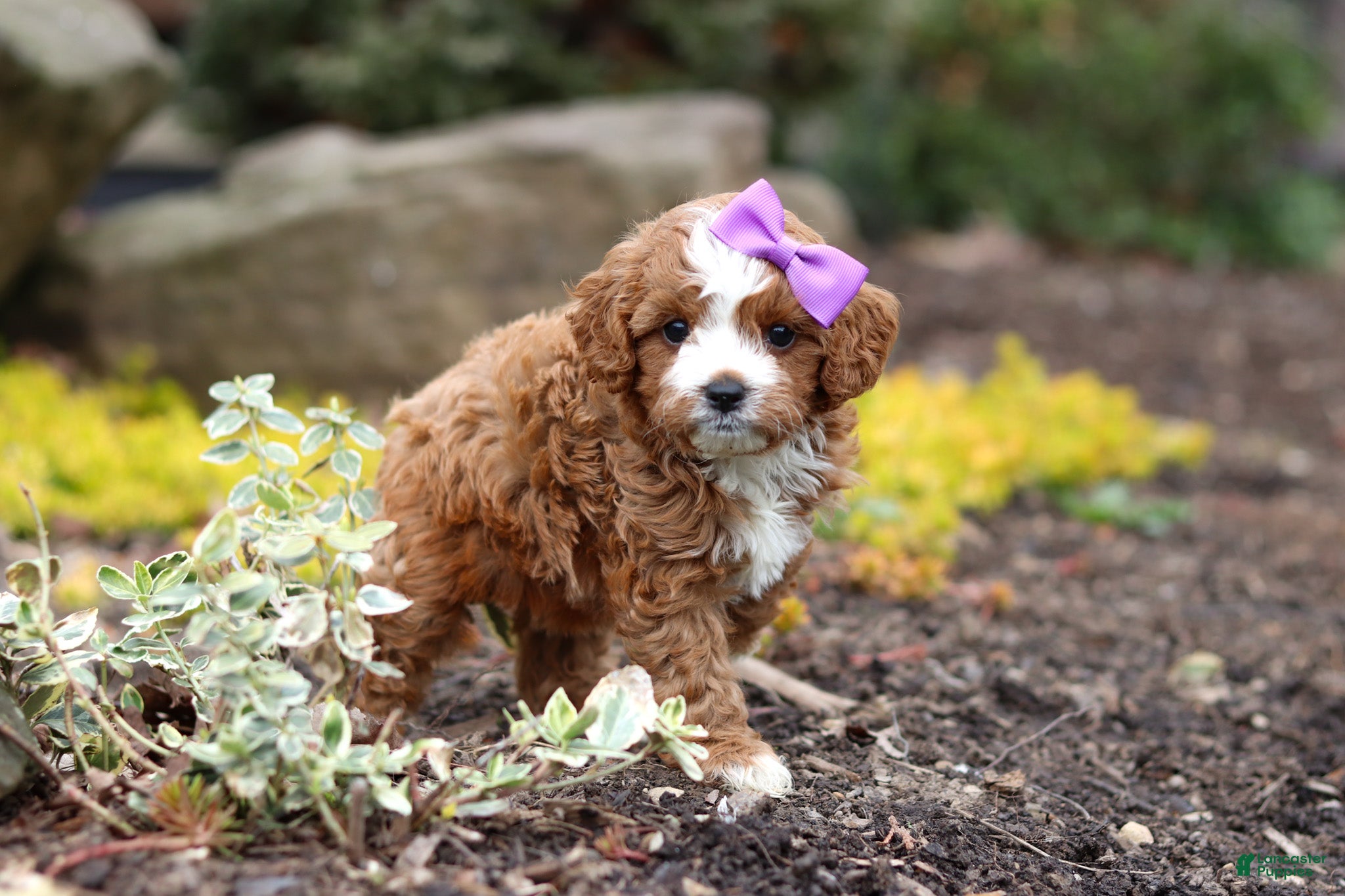 Cavapoo dogs Minnie - Ad 1