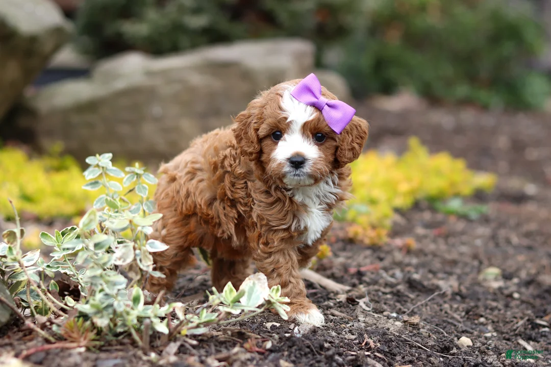 Cavapoo dogs for sale: Minnie - Ad 1