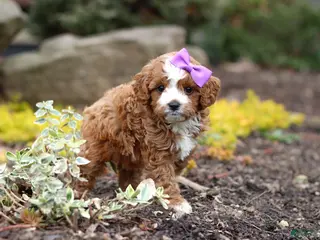 Cavapoo dogs for sale: Minnie - Ad 3