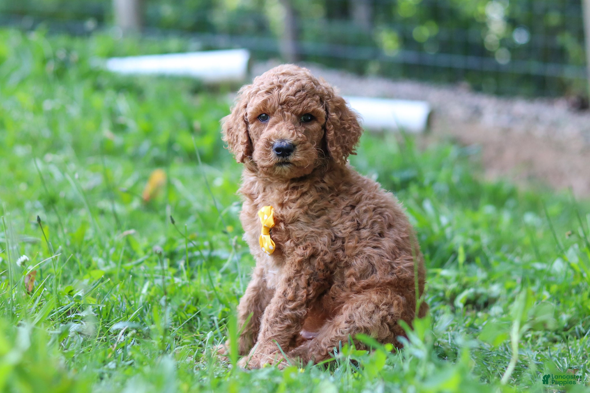 Standard Poodle dogs Alex AKC - Ad 2