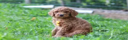 Standard Poodle dogs for sale: Alex AKC - Ad 2