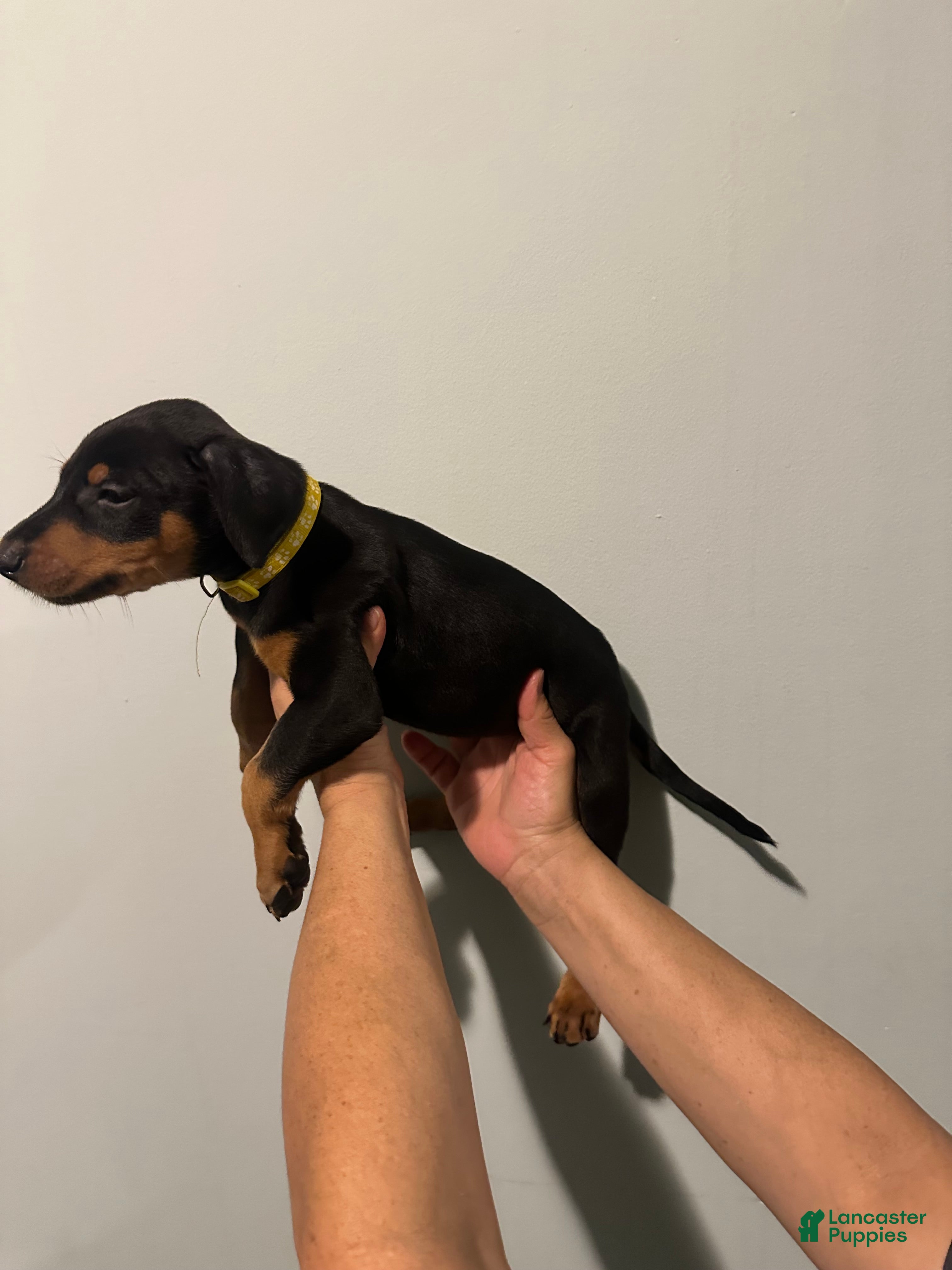 Doberman Pinscher dogs Doberman Pinscher Puppy 3 - Ad 17