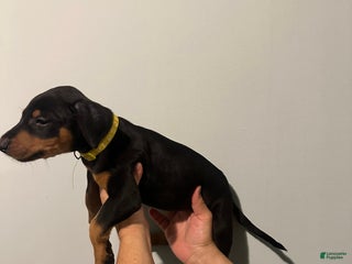 Doberman Pinscher dogs Doberman Pinscher Puppy 3 - Ad 27