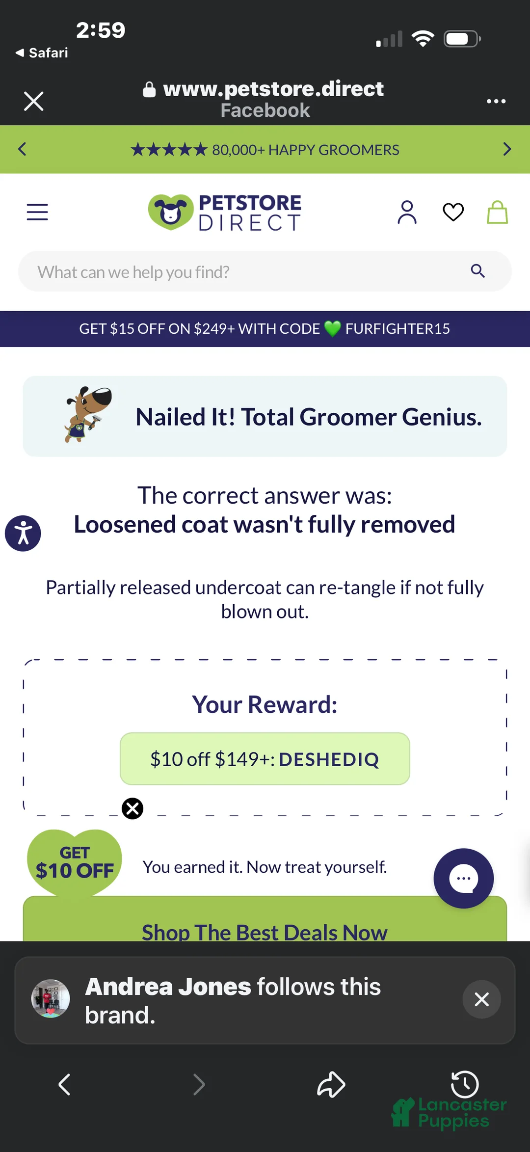 Pomeranian dogs for sale: Cricket - Ad 6