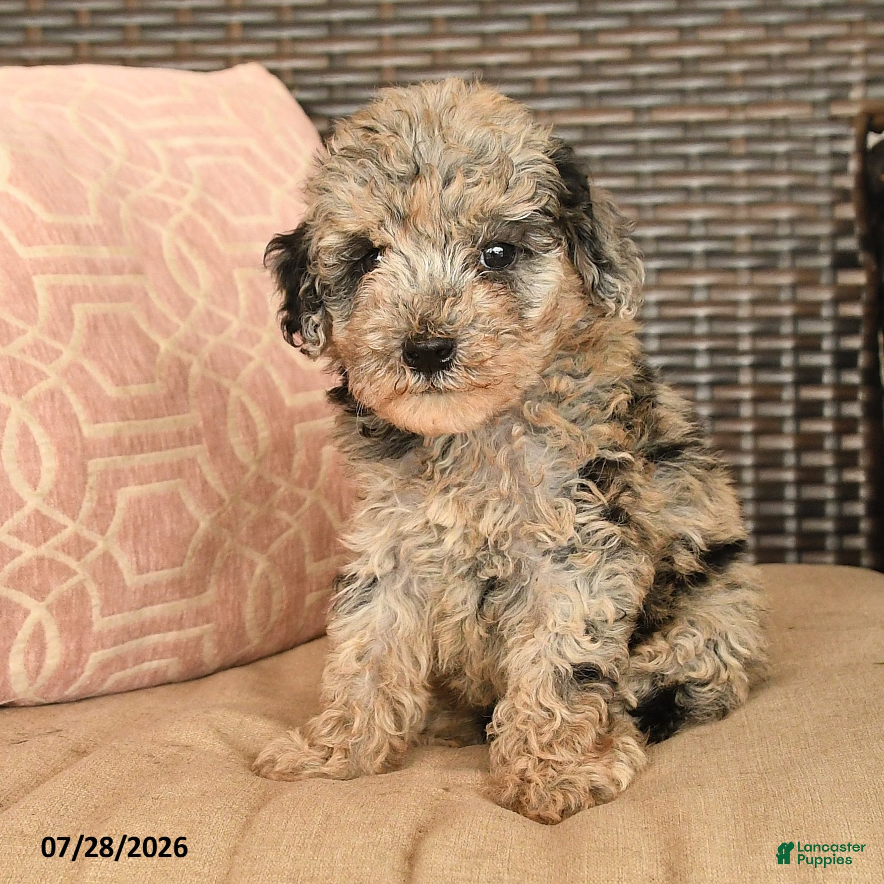 Miniature Poodle dogs Kingston - Ad 2
