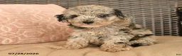 Miniature Poodle dogs for sale: Kingston - Ad 2