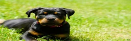 Rottweiler dogs for sale: Rottweiler Puppy 3 - Ad 12