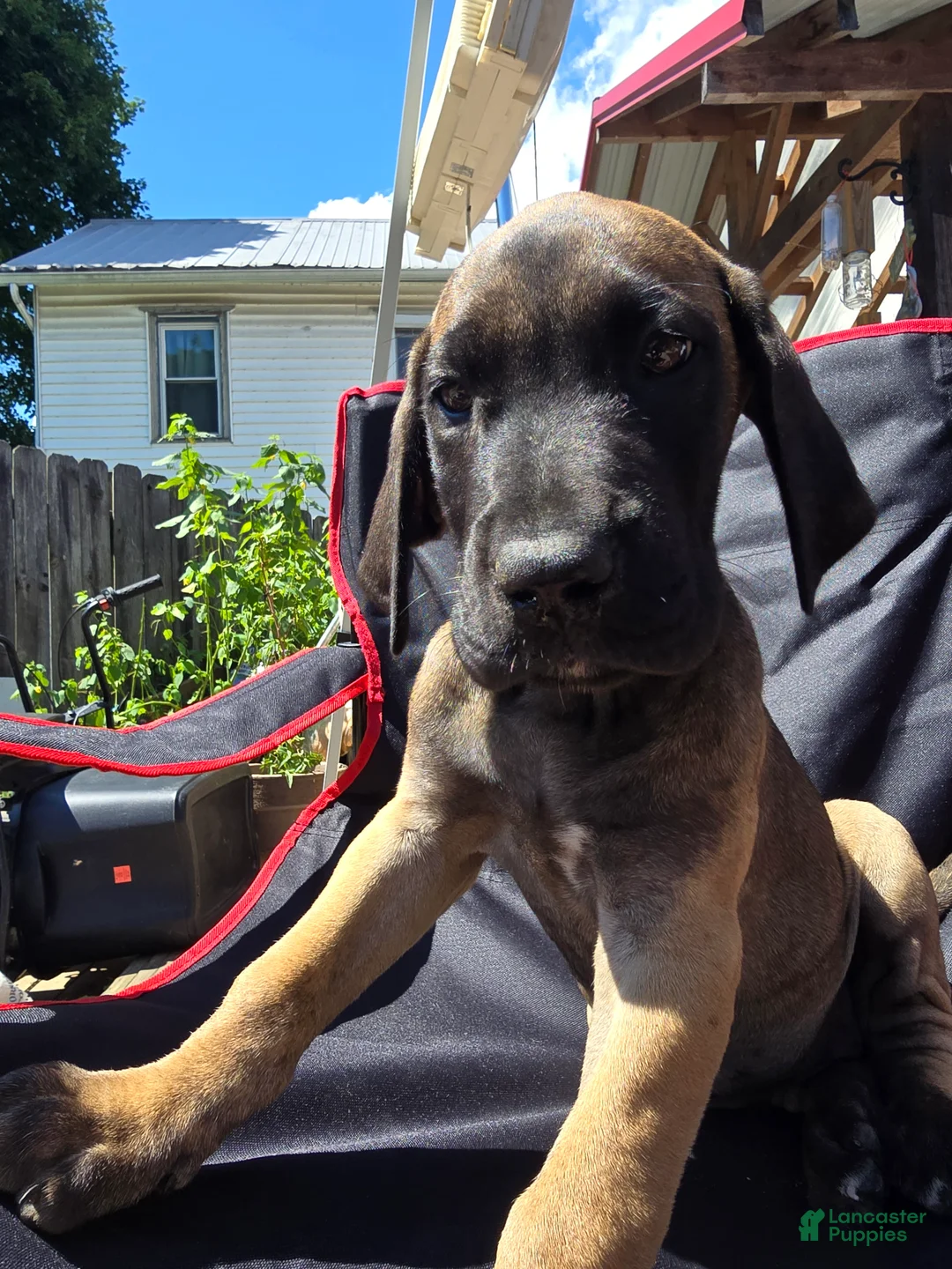 Great Dane dogs for sale: Mabel - Ad 2