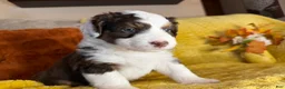 Mixed Breed dogs for sale: Mirabel - Ad 2
