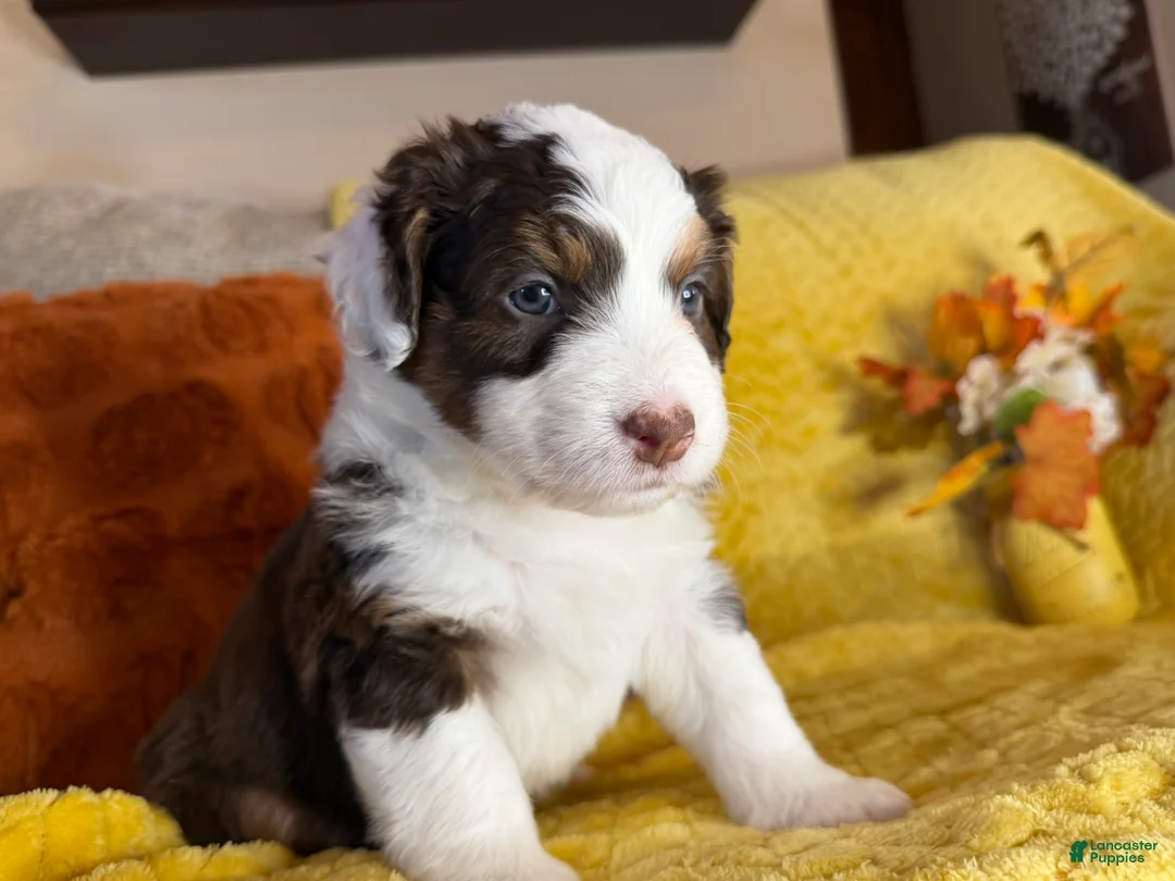 Mixed Breed dogs for sale: Mirabel - Ad 2