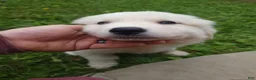 Great Pyrenees dogs for sale: Oakley - Ad 4