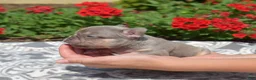 French Bulldog dogs for sale: Bleu - Ad 5