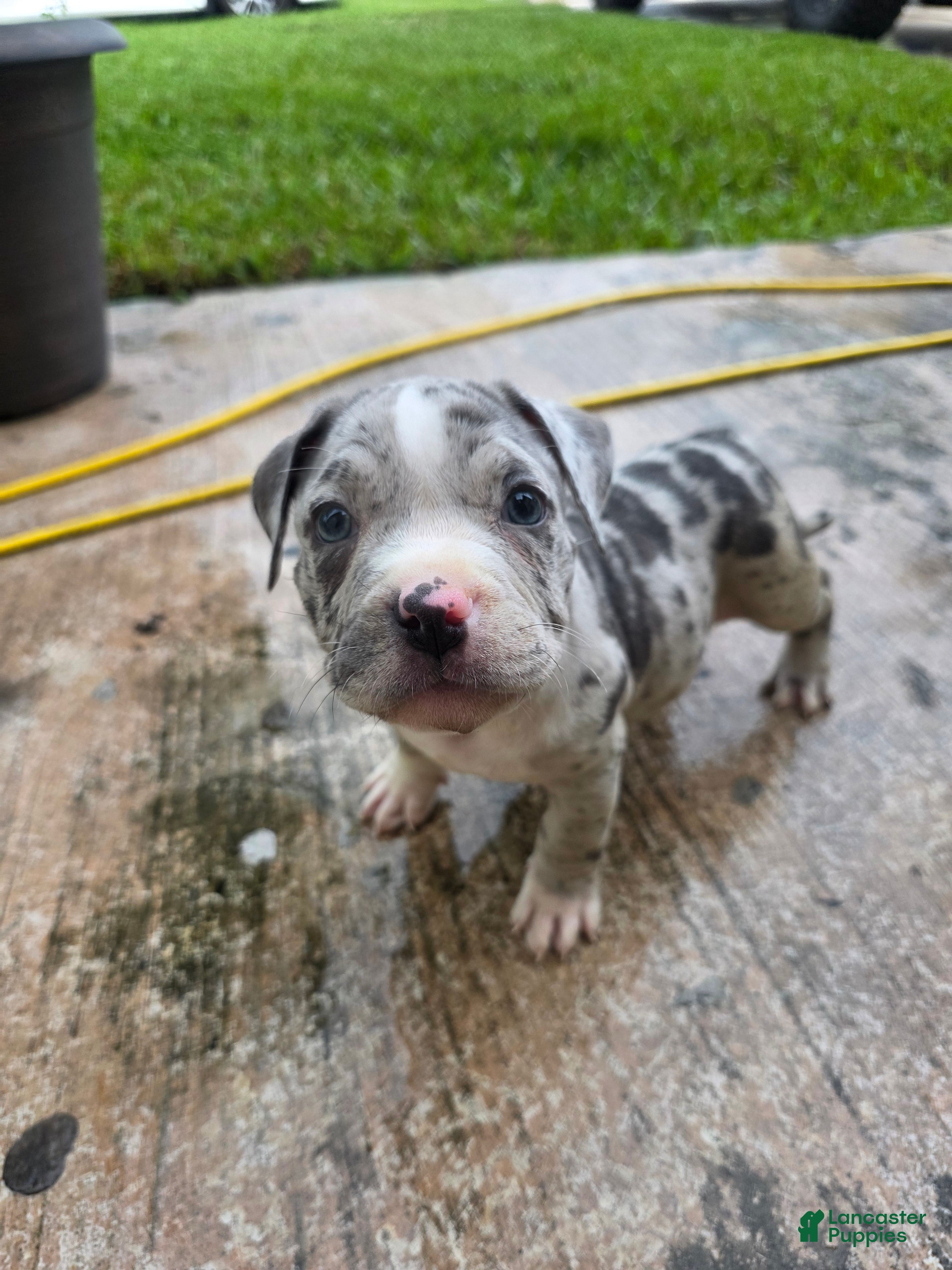 American Bully dogs American Bully 8 - Ad 41