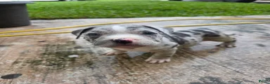 American Bully 8