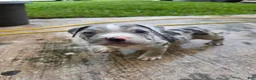 American Bully dogs for sale: American Bully 8 - Ad 1