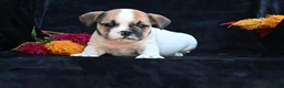 Mixed Breed dogs for sale: Jax - Ad 12