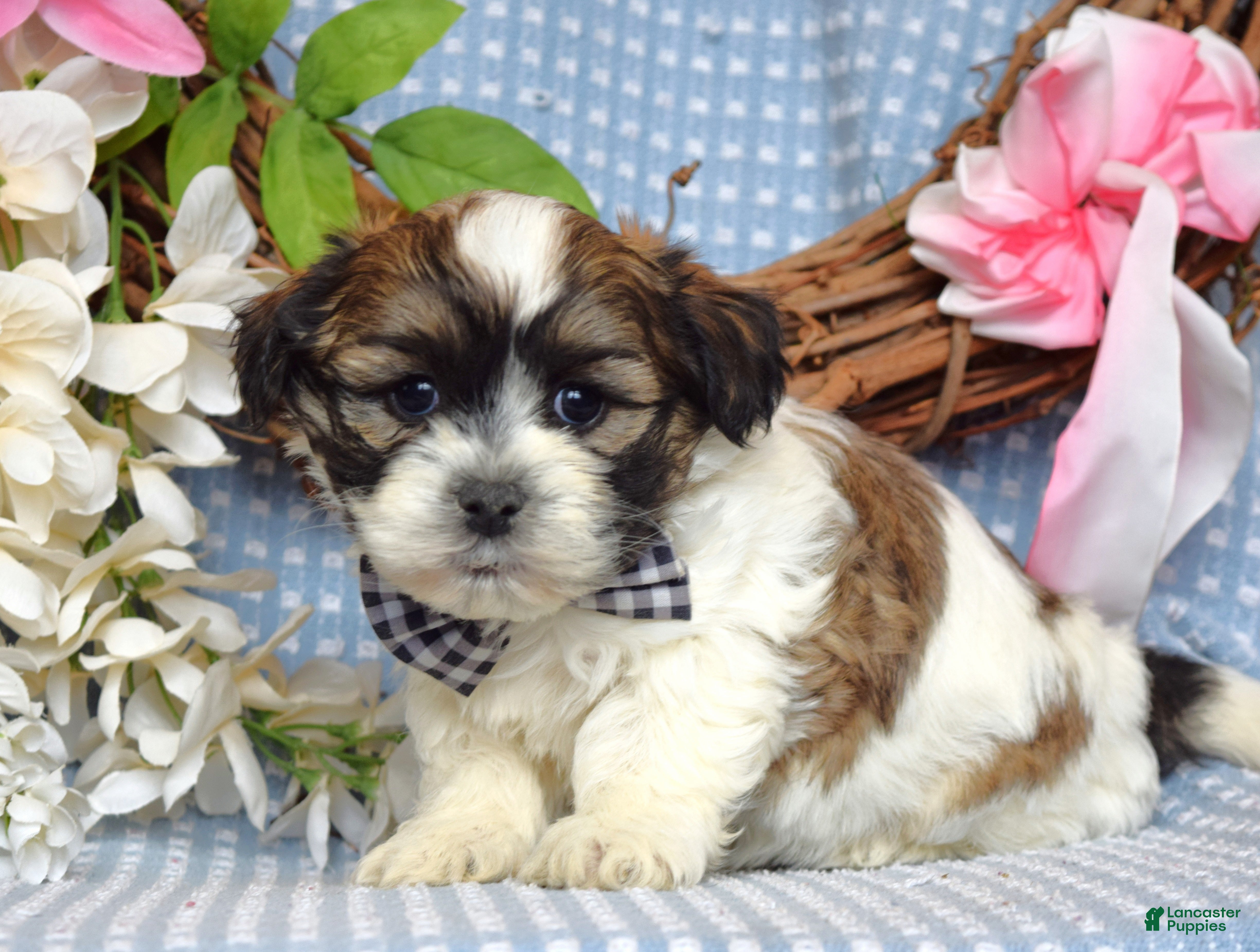 Teddy Bear dogs Tanner  - Ad 1