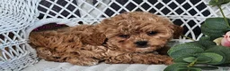 Cavapoo dogs for sale: Gracie - Ad 3