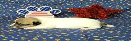 Jack Russell Terrier dogs for sale: "Pringle" CKC Reg female - Ad 5