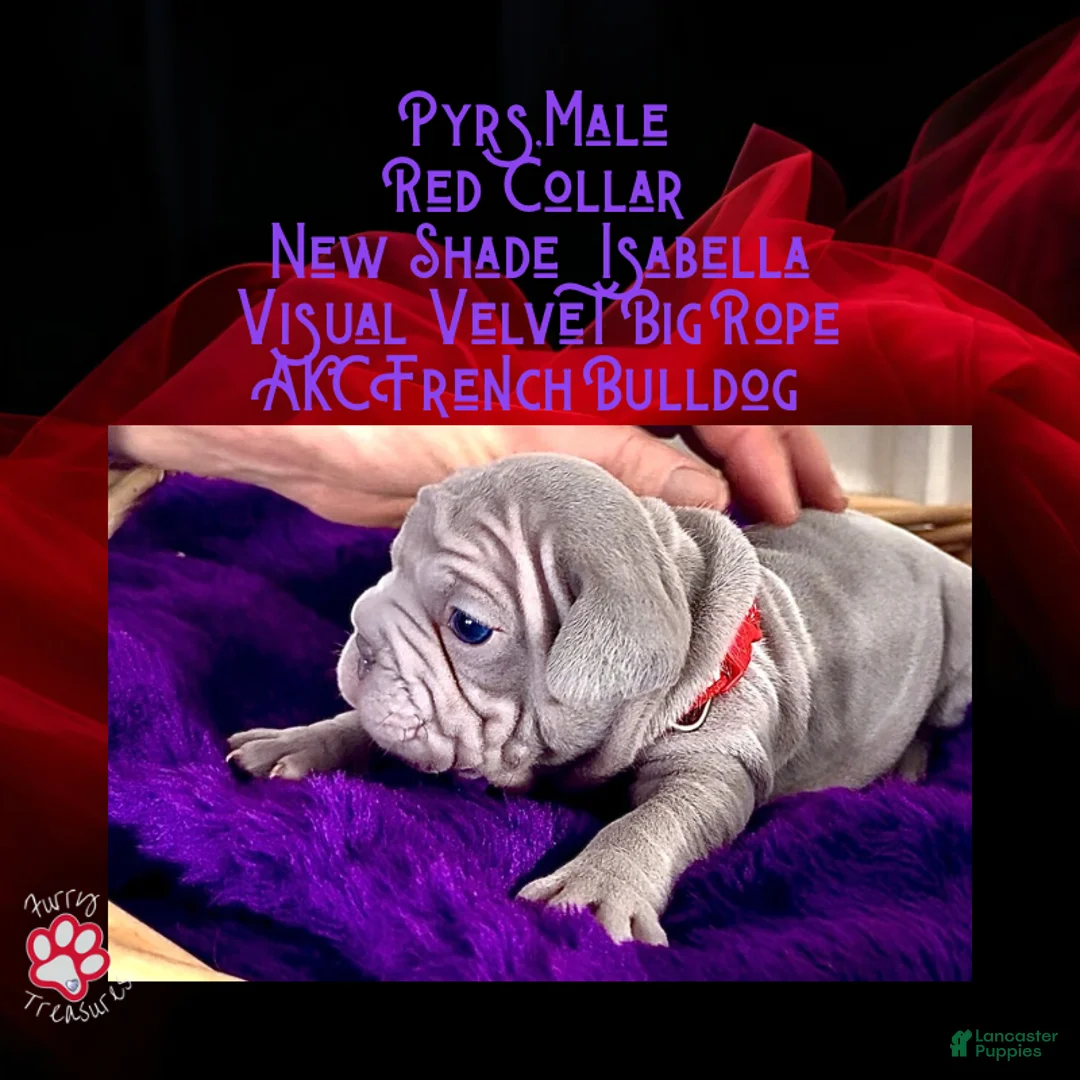 French Bulldog dogs for sale: Pyrs “Red Collar” Male - Ad 2