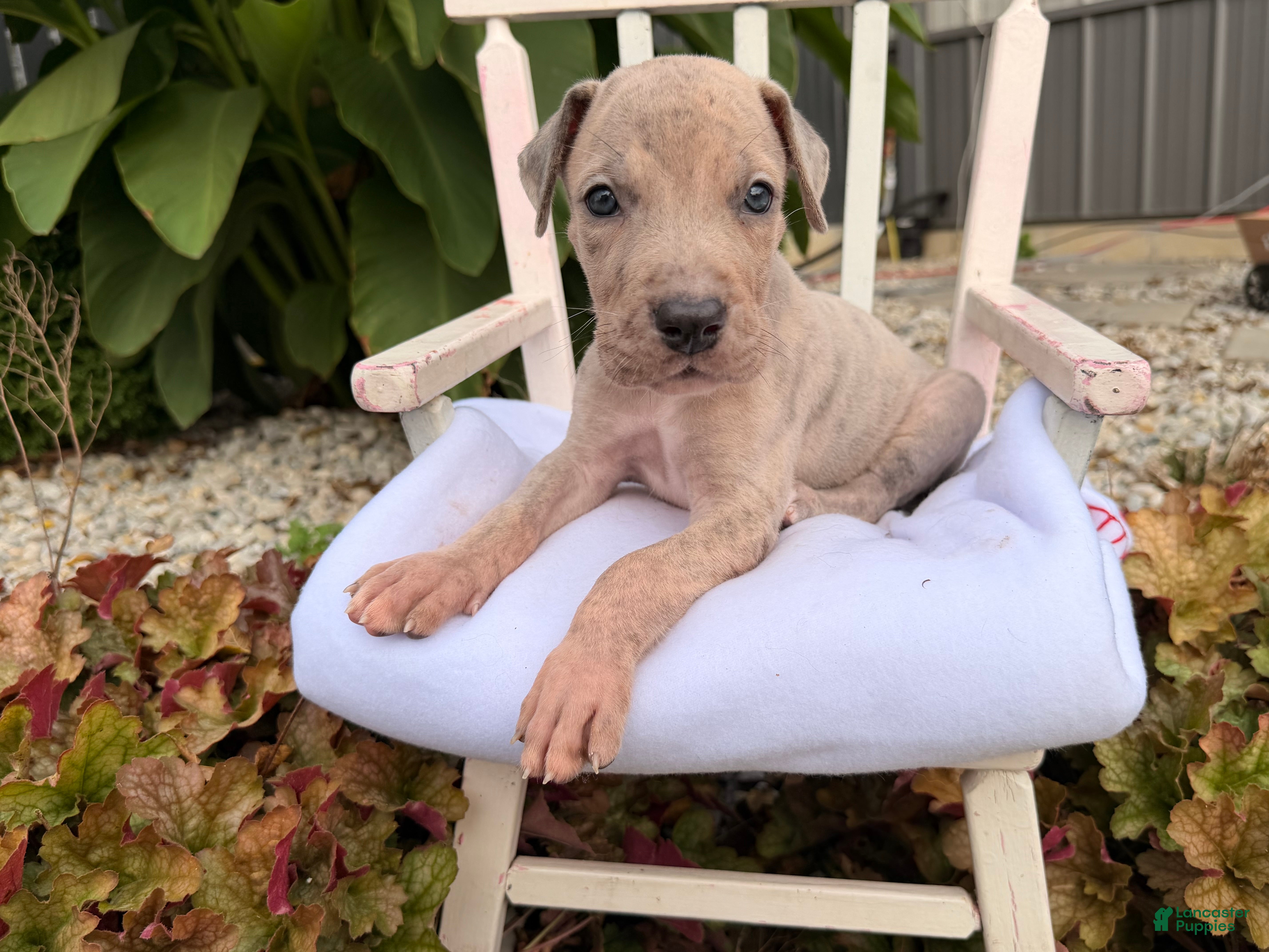 Great Dane dogs Ozzy  - Ad 1