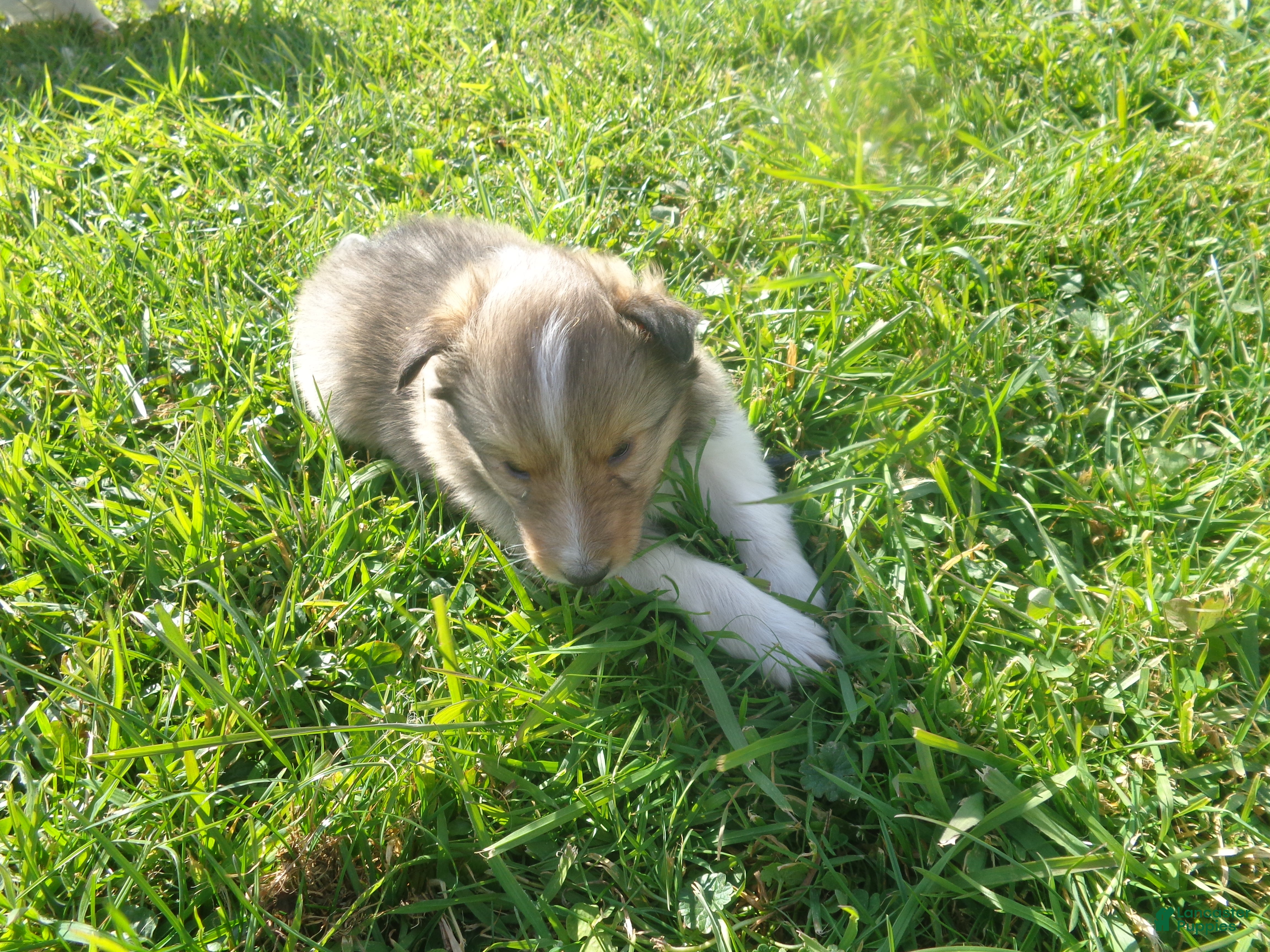 Shetland Sheepdog dogs for sale: Shetland Sheepdog 1 - Ad 22