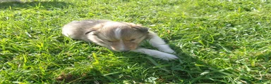 Shetland Sheepdog 1