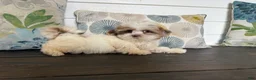 Shihpoo dogs for sale: Prince  - Ad 6