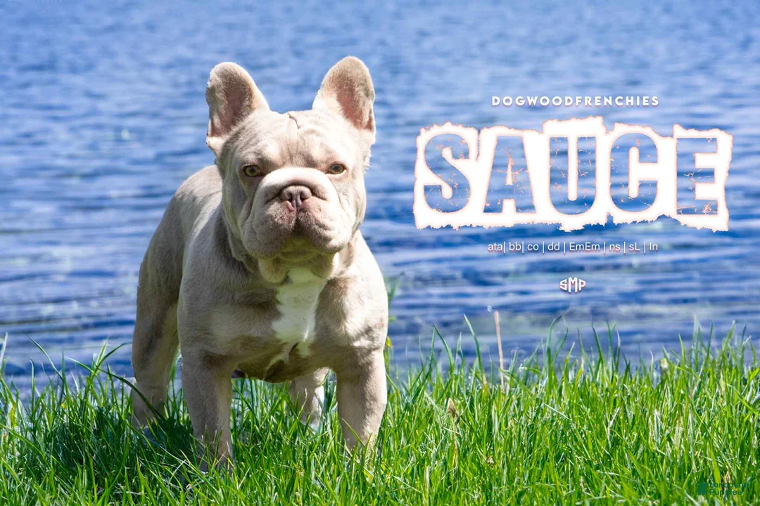 French Bulldog dogs for sale: Force  - Ad 26