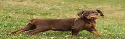 Doberman Pinscher dogs for sale: DASHER - Ad 9