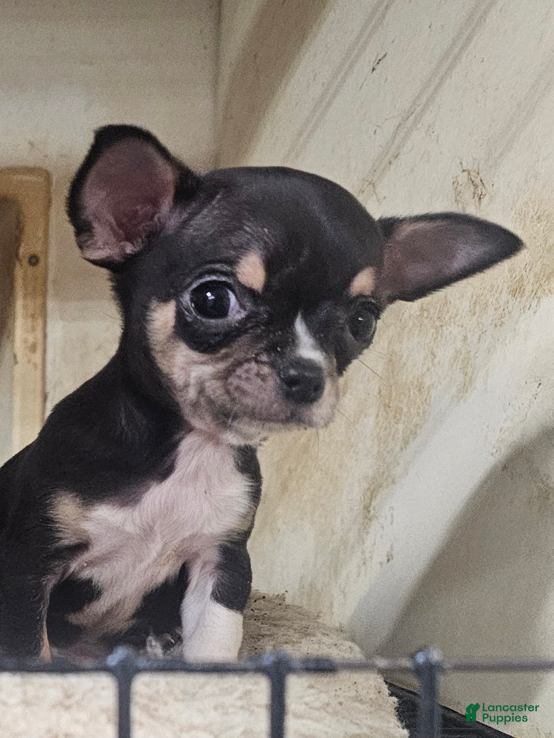 Chihuahua dogs for sale: Biff - Ad 4