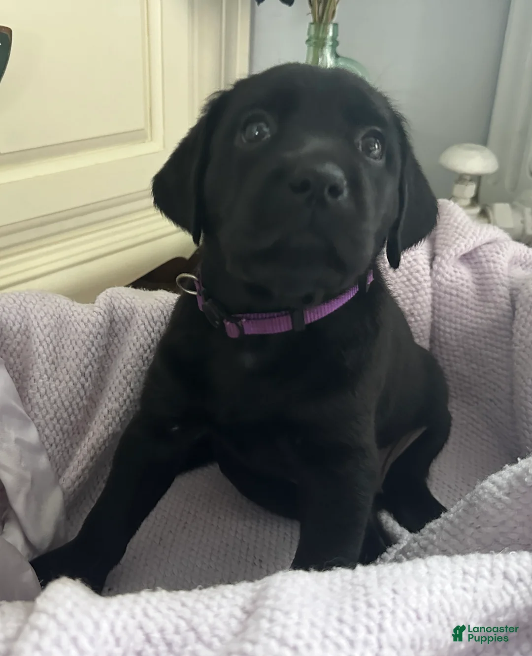 Labrador Retriever dogs for sale: Labrador Retriever Purple - Ad 2