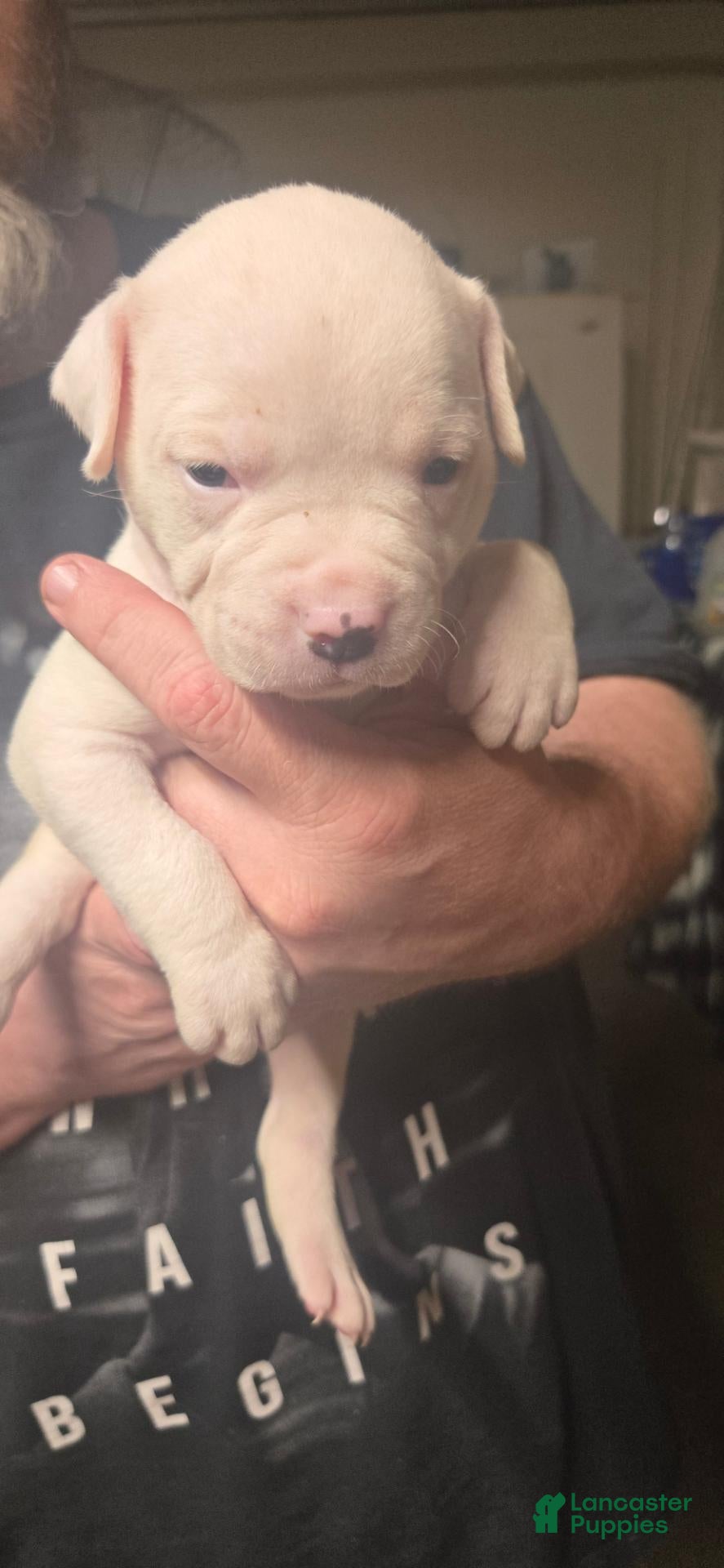 American Bulldog dogs American Bulldog 1 - Ad 2