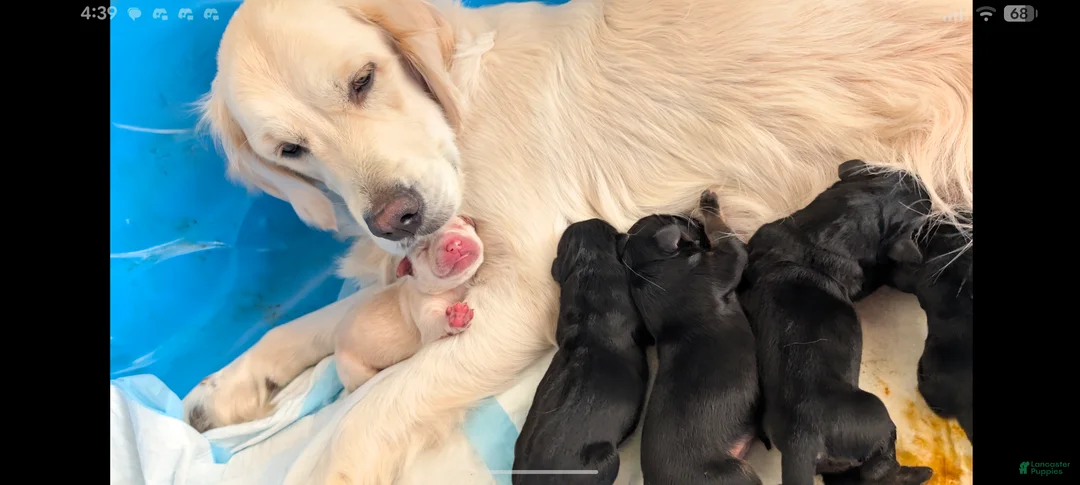 Mixed Breed dogs for sale: Mixed Breed Puppy 2 - Ad 3