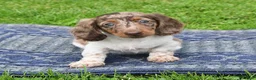 Miniature Dachshund dogs for sale: Buster - Ad 4
