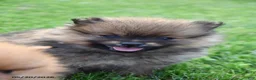 Pomeranian dogs for sale: Joey - Ad 3