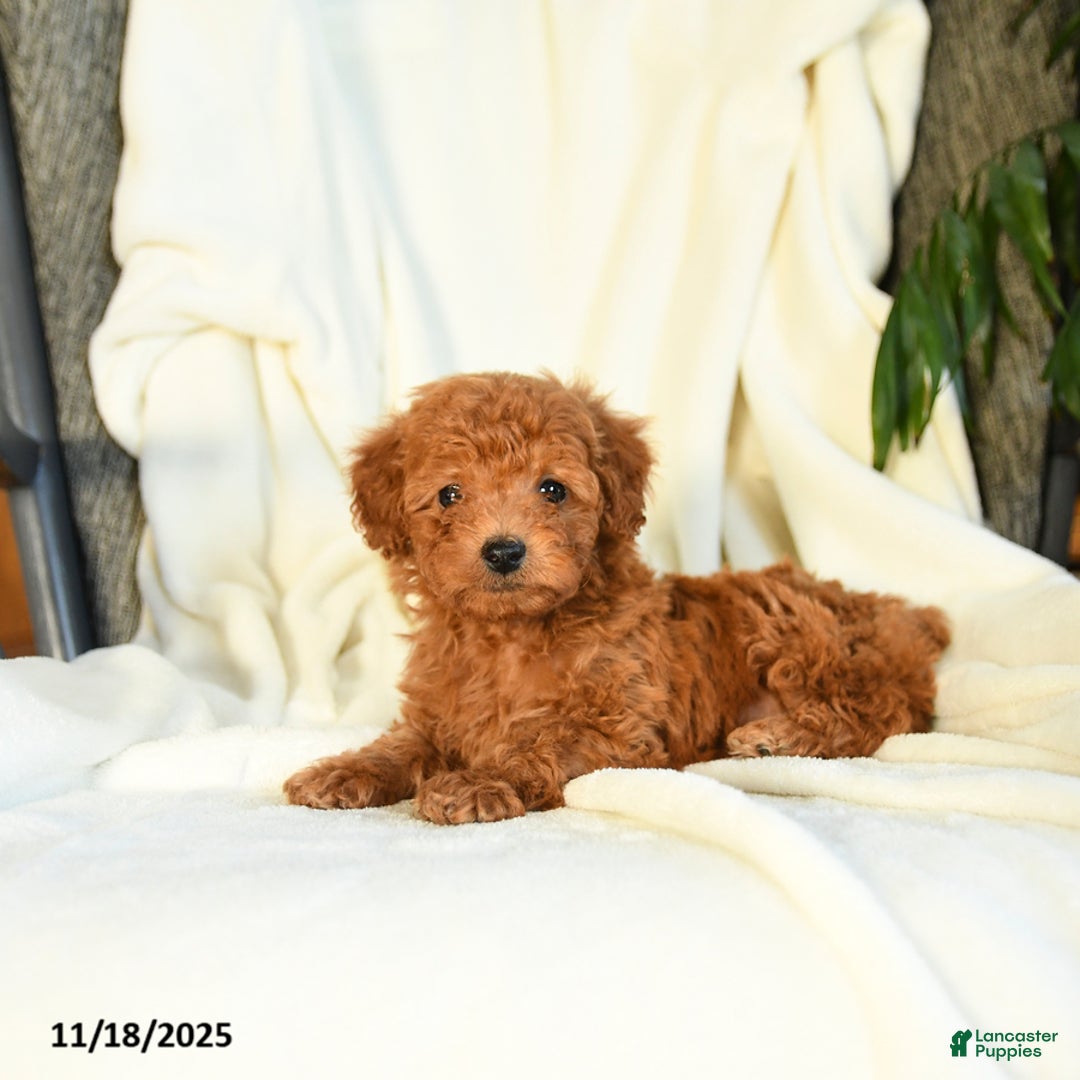 Toy Poodle dogs for sale: Tufts - Ad 2
