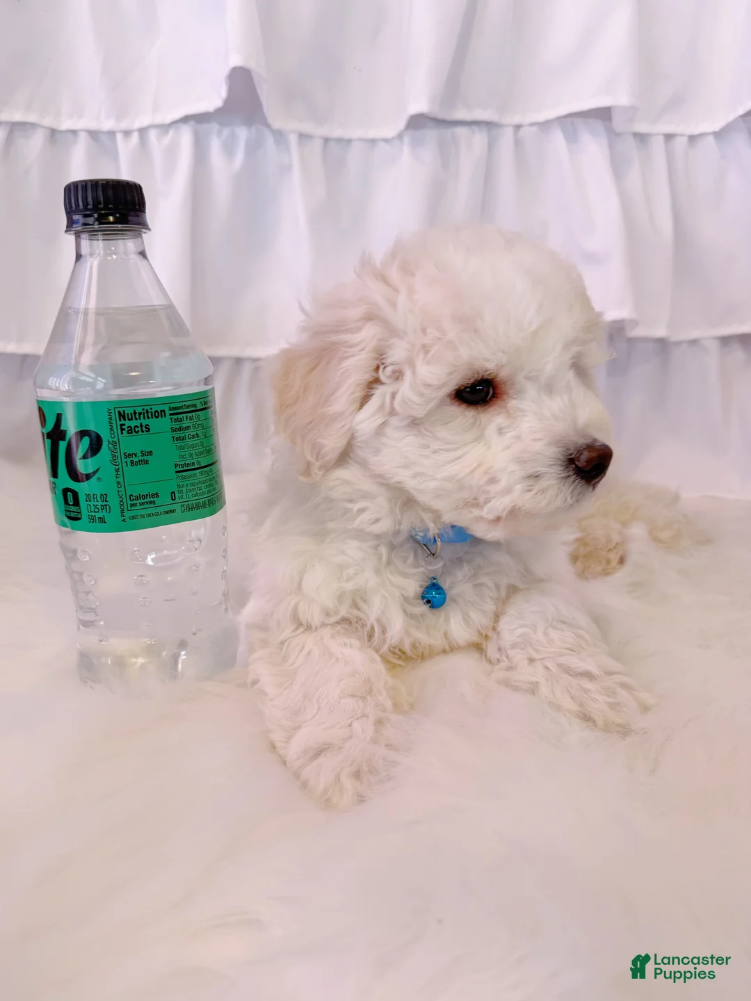 Bichon Frise dogs for sale: ❤️Teddy❤️ - Ad 4