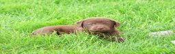 Labrador Retriever dogs for sale: Zoey  - Ad 4
